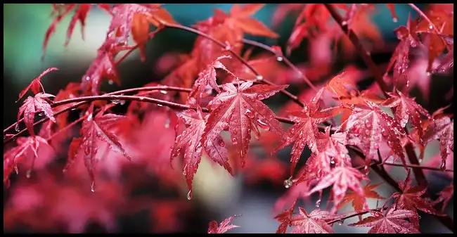 내장산 케이블카 예약방법, 요금, 주차장 정보 (+ 산행코스 )