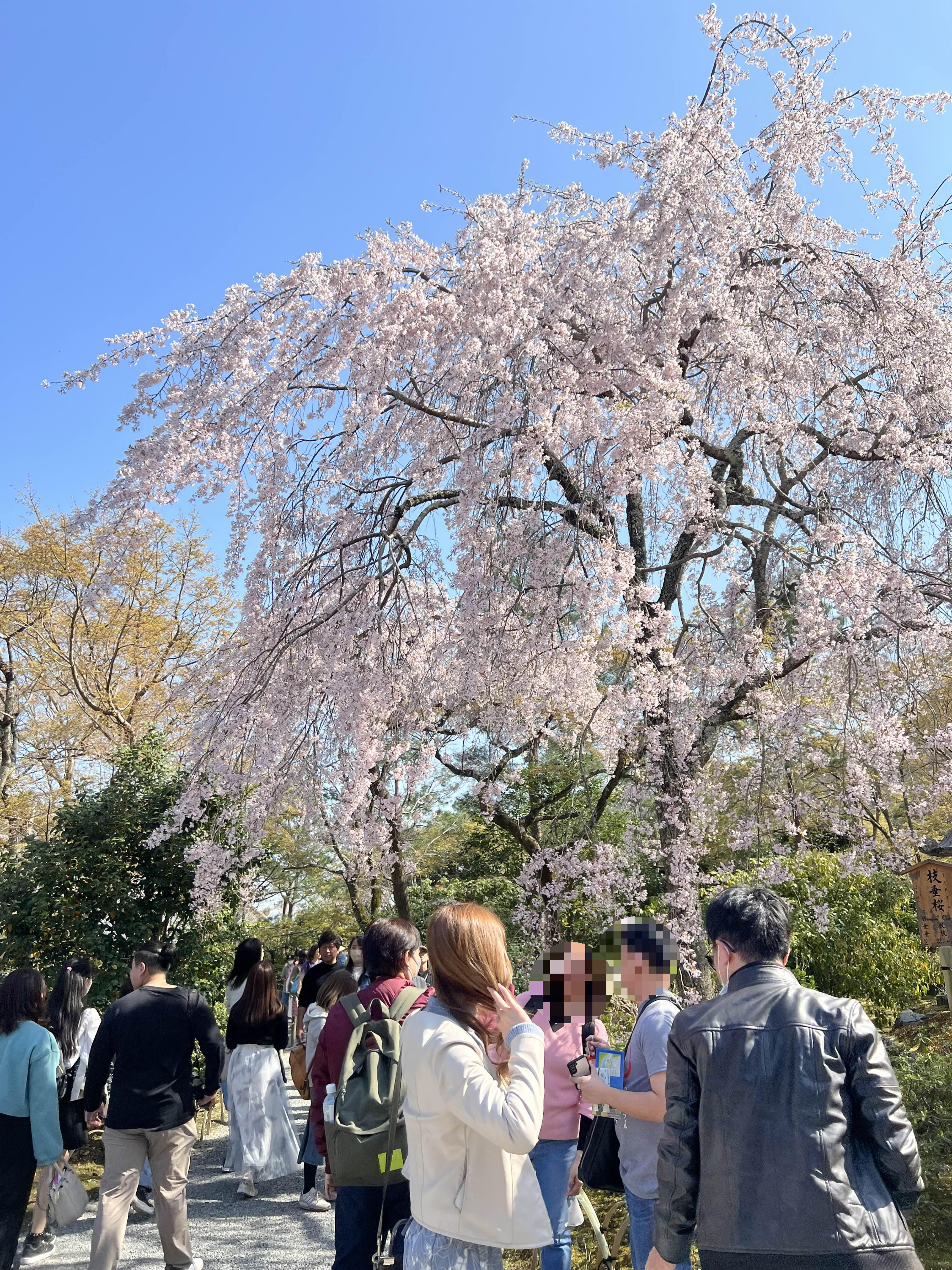 벚꽃 만개 2023년 교토 아라시야마 텐류지