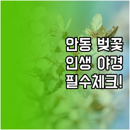 2026년 안동 벚꽃 나들이 일정과 ..