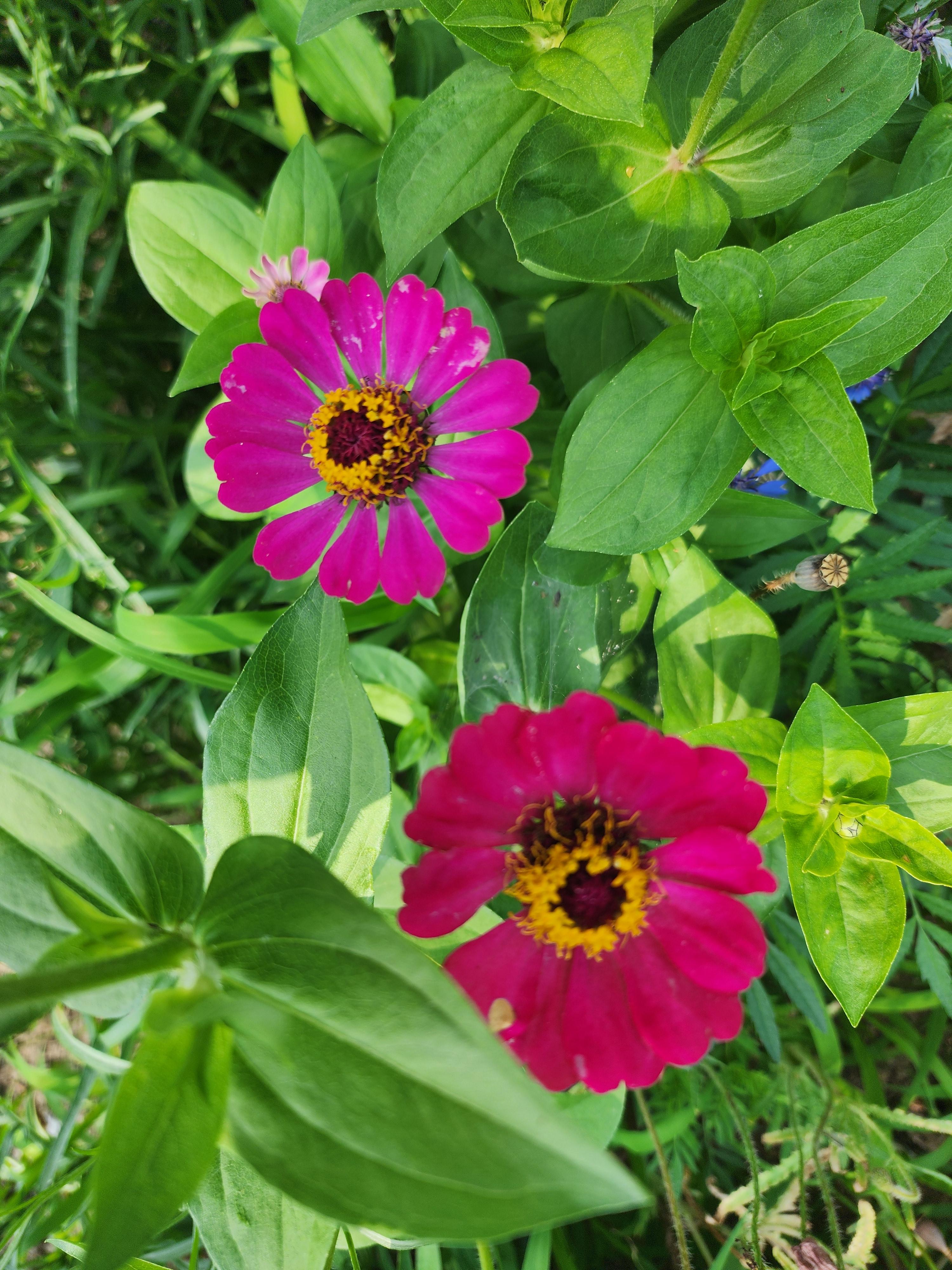 백일홍 - 꽃말&amp;#44; 특징&amp;#44; 이름 유래&amp;#44; 재배 방법