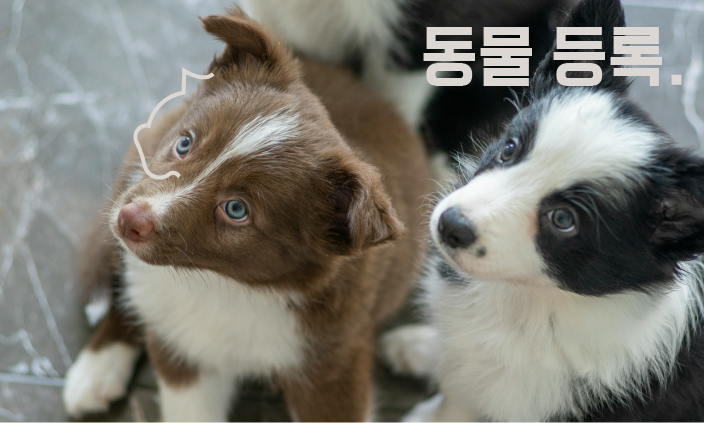 입양-준비