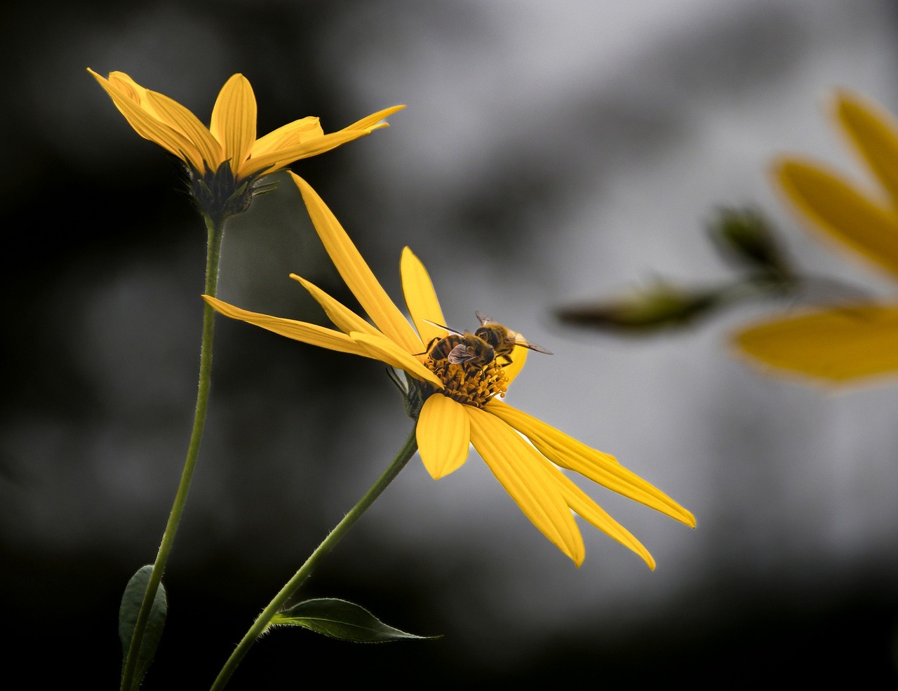 밀양 명례성지 금계국