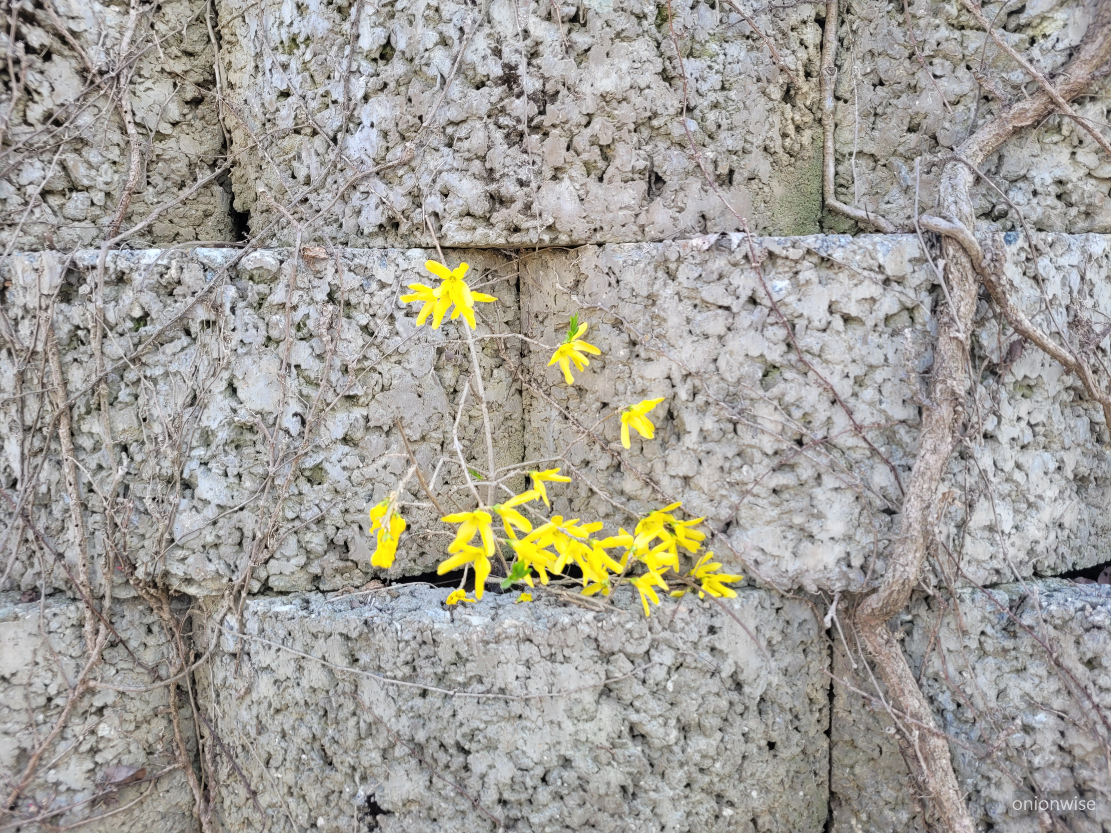 북쪽 지방 우리 동네 개나리 피는 모양