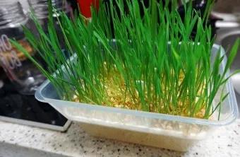 밀싹 재배 씨 뿌리기 발아 촉진 주기적 수확_11