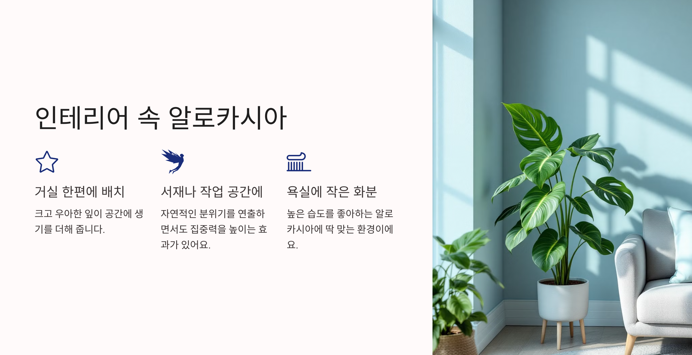 알로카시아 사진