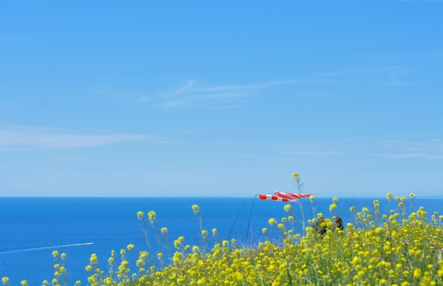 포항 호미곶 유채꽃밭, 지금 바로 가야할 꽃놀이 명소🌼