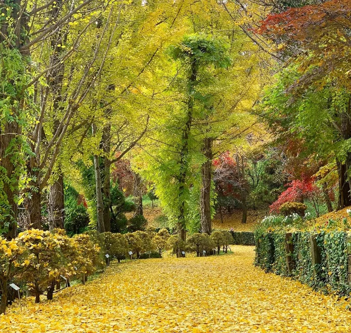 2023 가을꽃 단풍축제