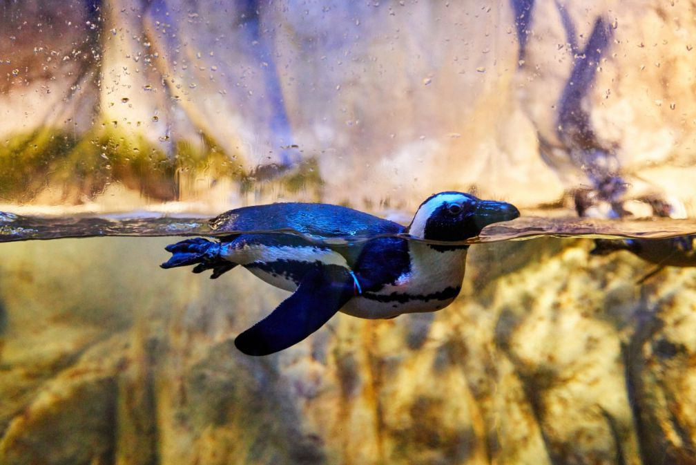 씨라이프부산아쿠아리움