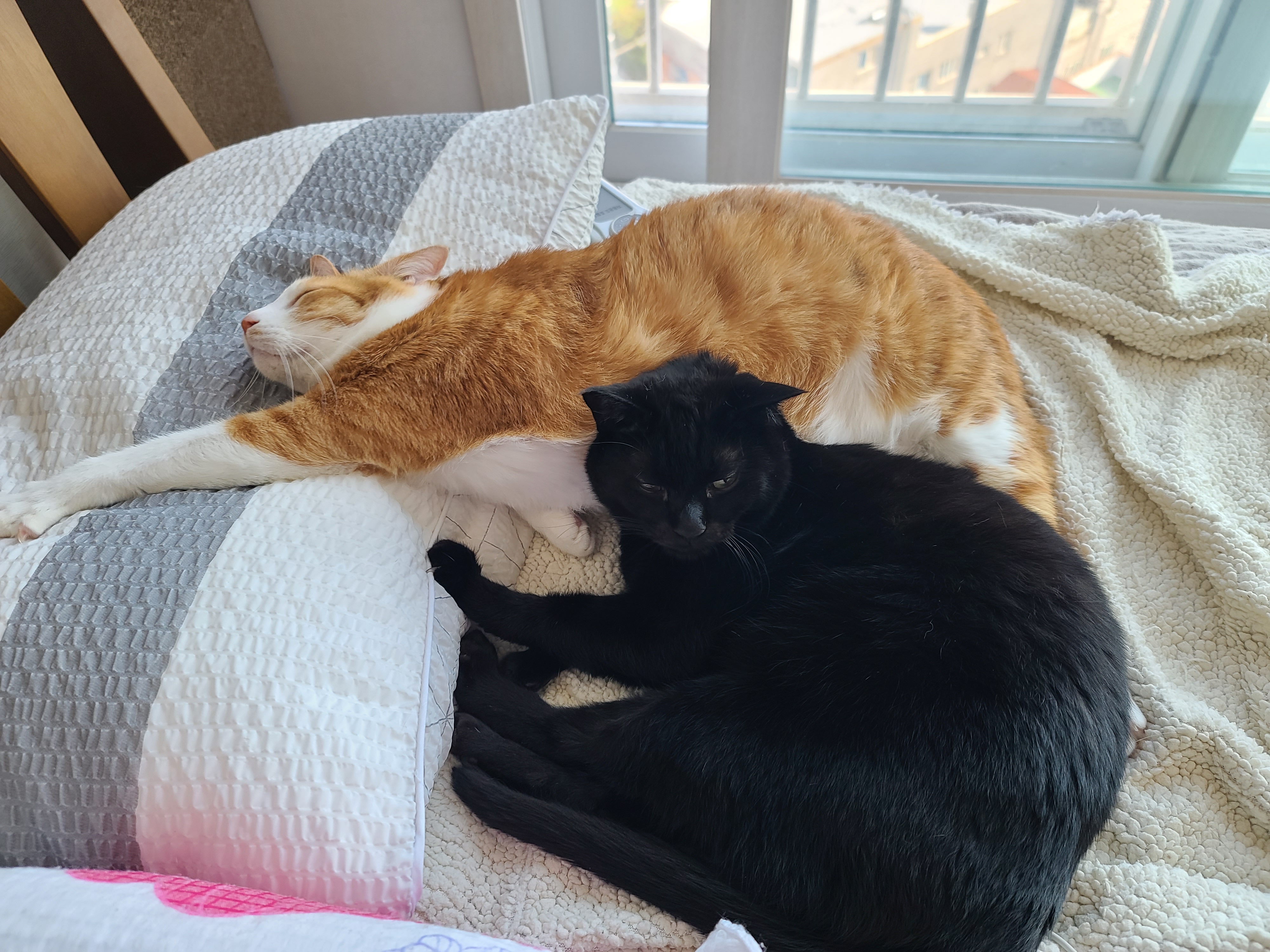 오랜만에 달달한 호야건이 브로맨스 (feat. 막둥이 삐용)