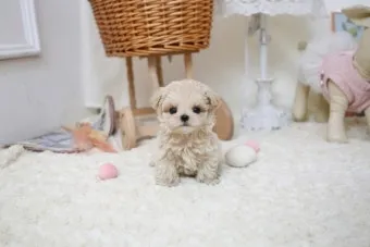 말티푸가격 2024년 솔직한 분양가 정보_11