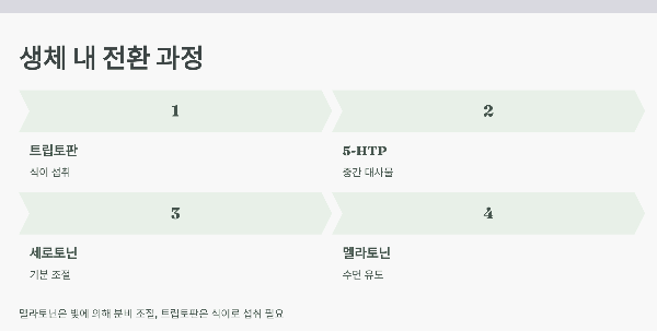 트립토판과 메라토닌의 생체 내 전환과정