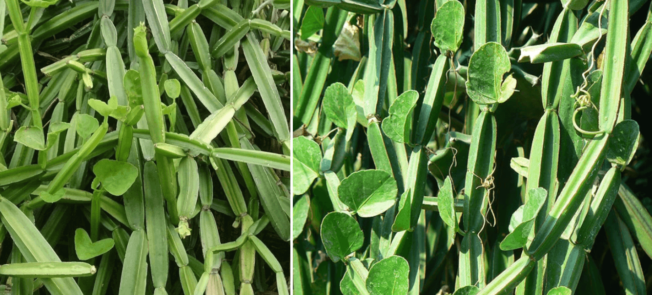 식물-시서스-사진