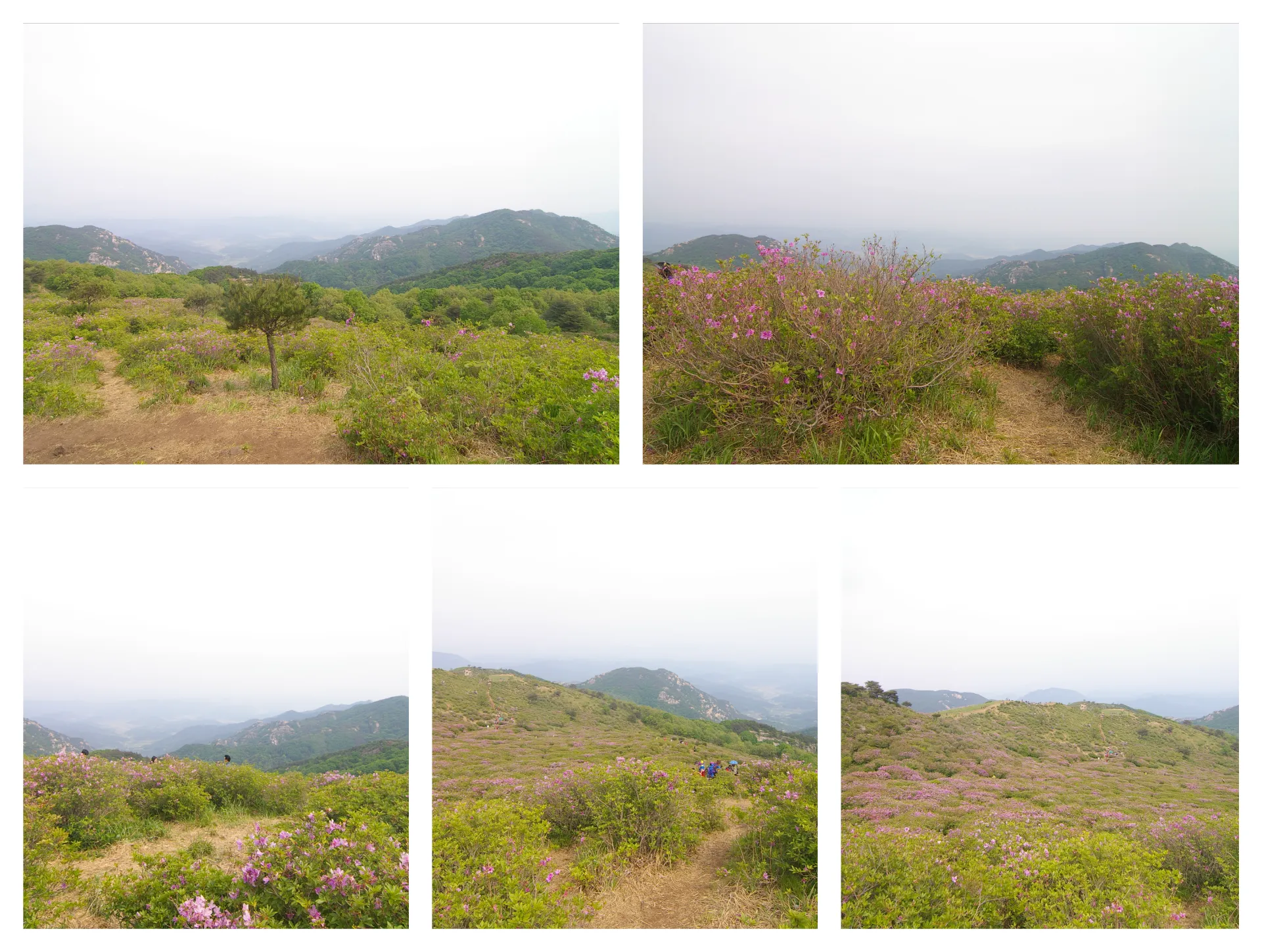 여름 황매산