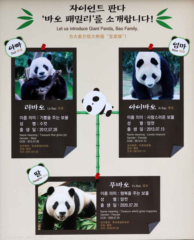 판다가족