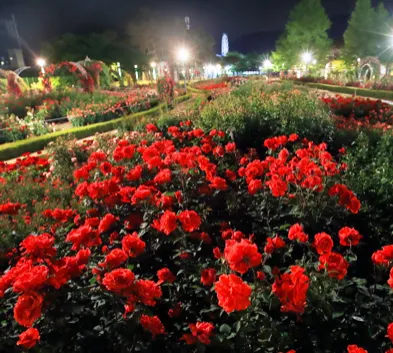 곡성장미축제 일정