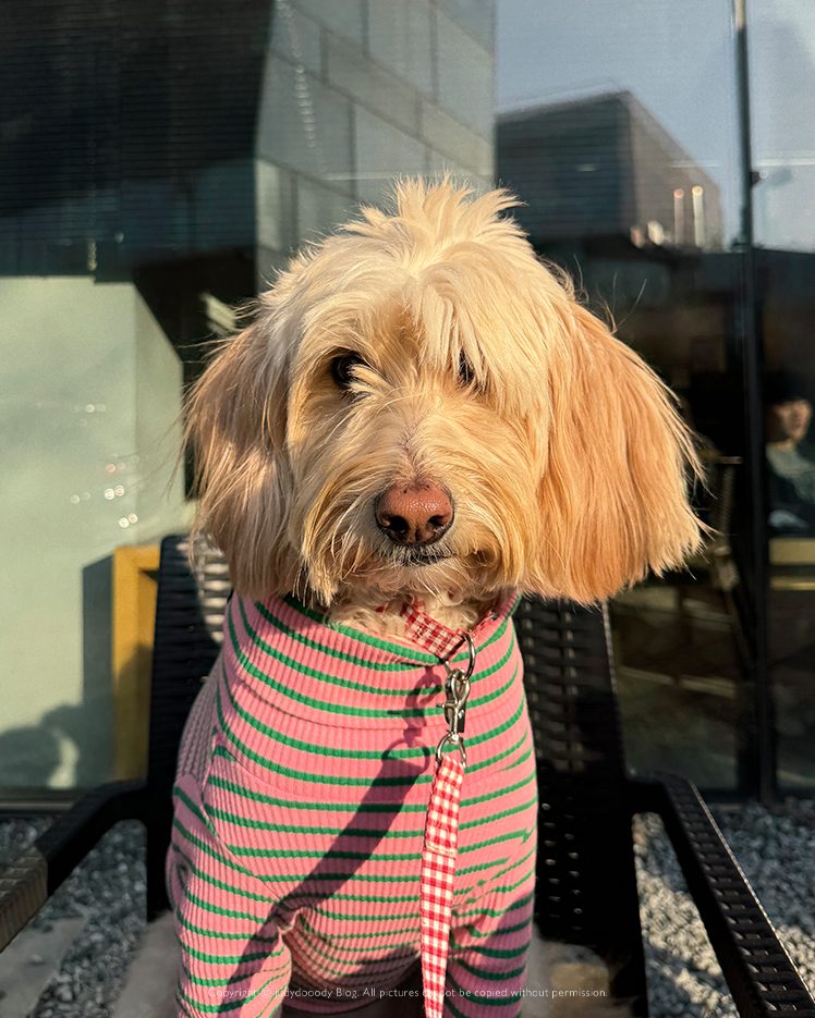 흑사당 애견동반