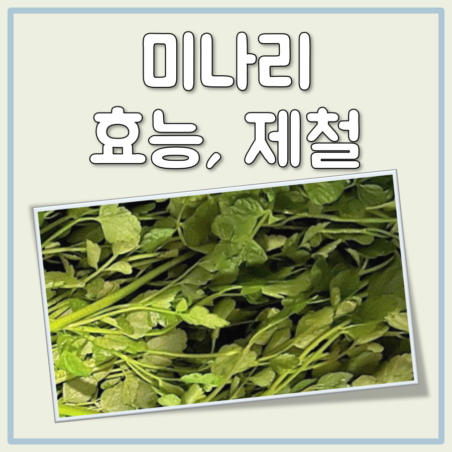미나리 종류와 돌미나리 제철, 그리고 미나리즙 효능 부작용 대표 이미지