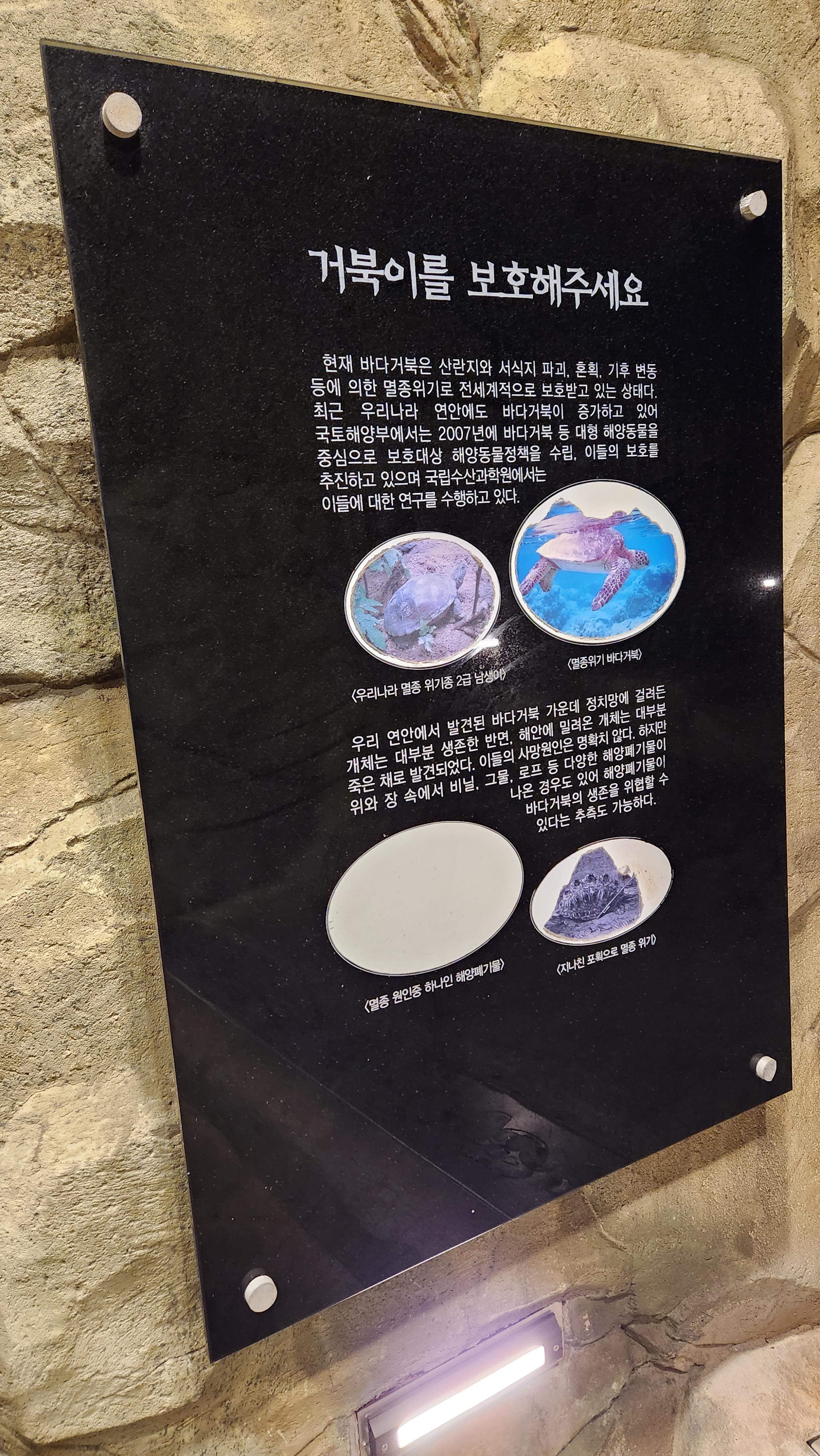 거북이를 보호해주세요