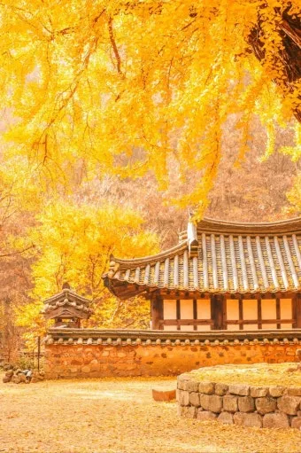 가을 경주 여행 가볼만한곳 베스트 10으로 정리_22