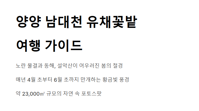 양양 남대천 유채꽃밭