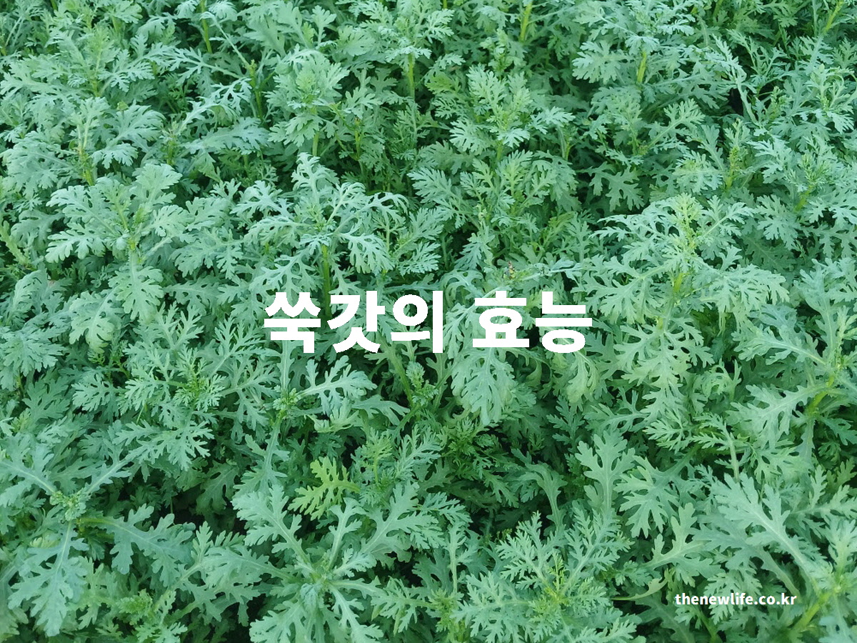 쑥갓 효능 대표 실사진