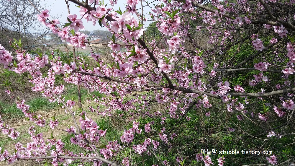 봄의 화사함이 느껴지는 개복숭아 꽃