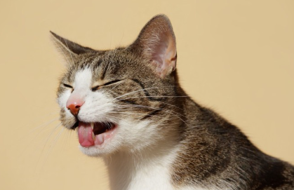 혀를 내미는 고양이.