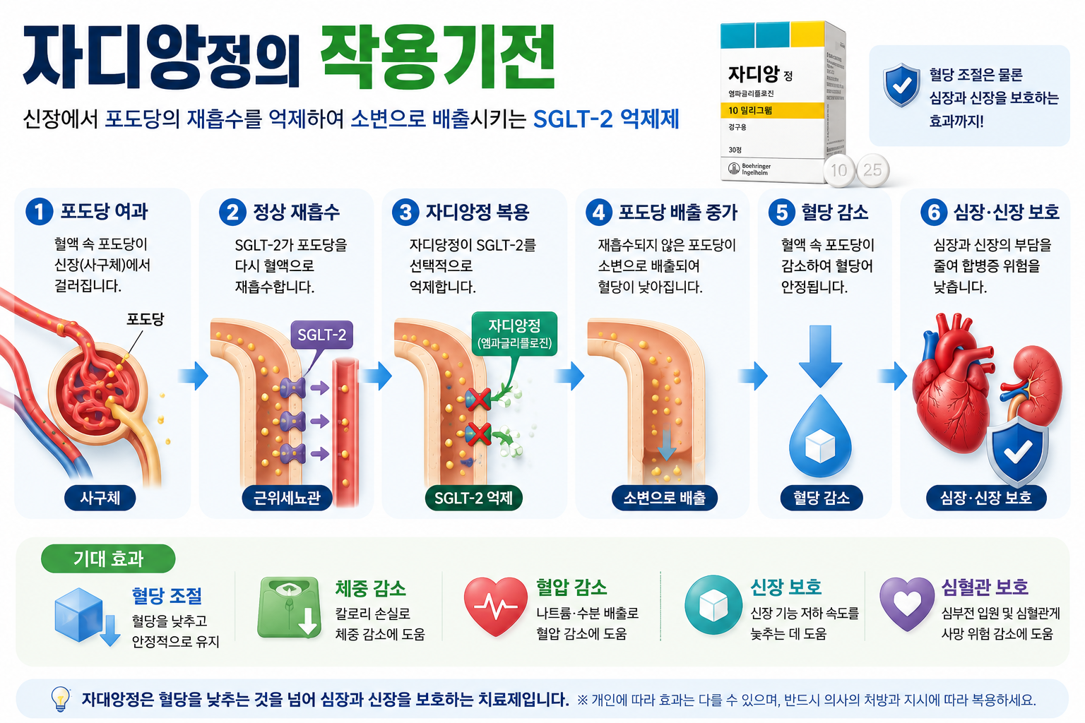자디앙정-작용기전-SGLT2-포도당-재흡수억제-혈당감소-인포그래픽