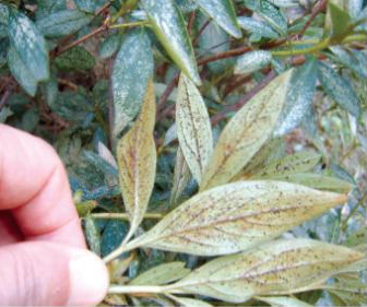 진달래방패벌레