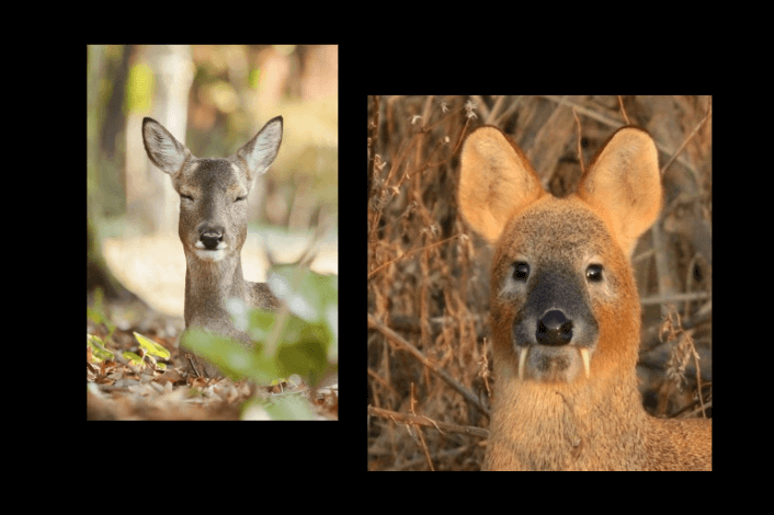 노루와 고라니 사진