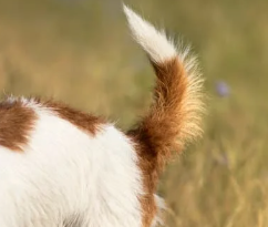 강아지 꿈해몽 개꿈 의미