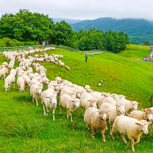국내 여행지 추천 평창 양떼목장 여행