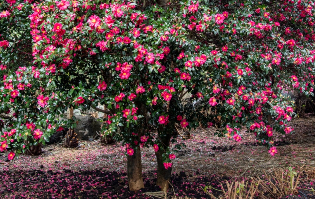 제주 동백꽃 군락지