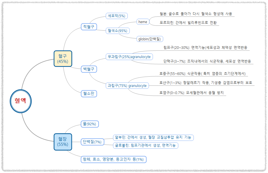 혈액의 구성세포와 기능