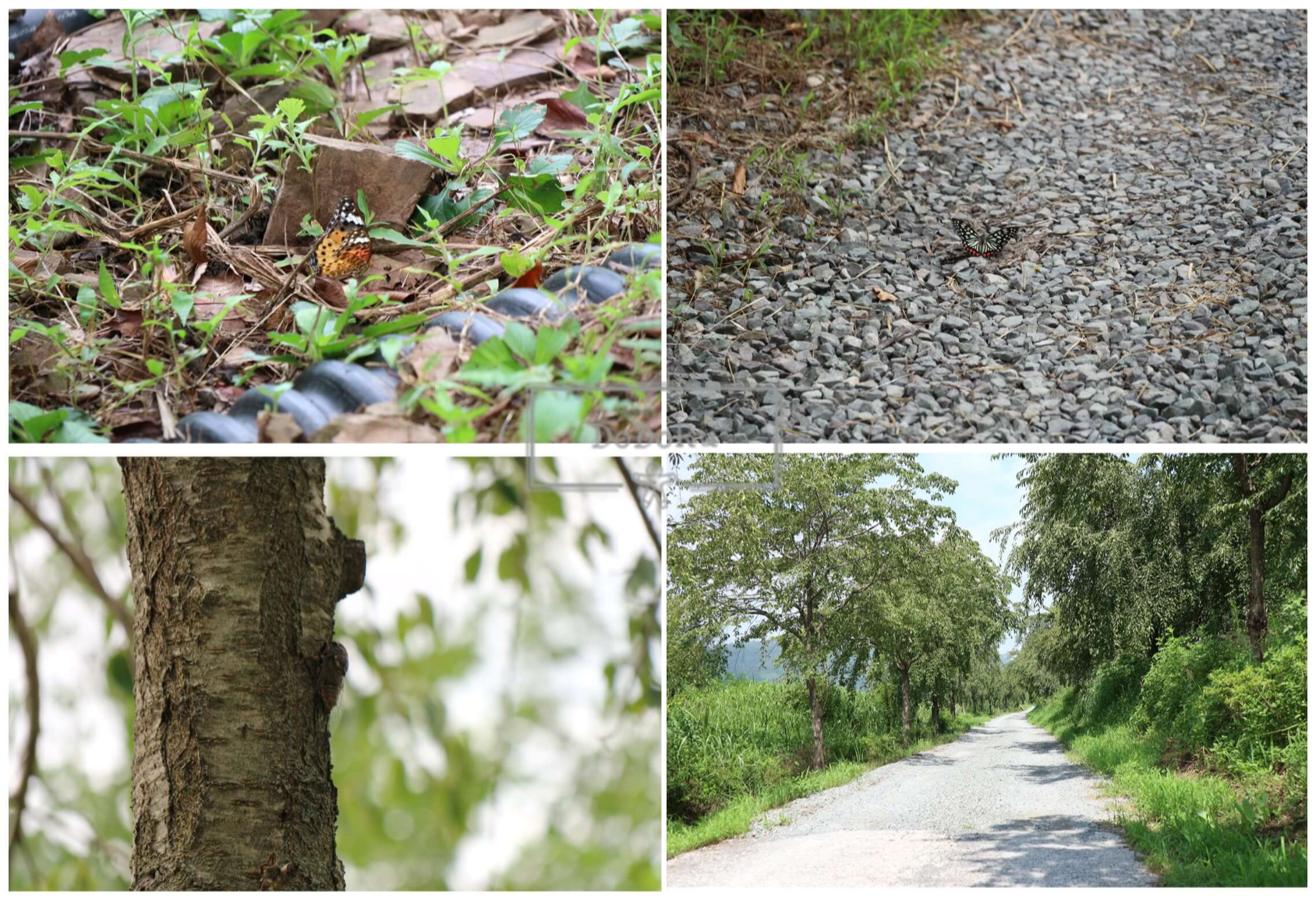 남지-개비리길-풍경