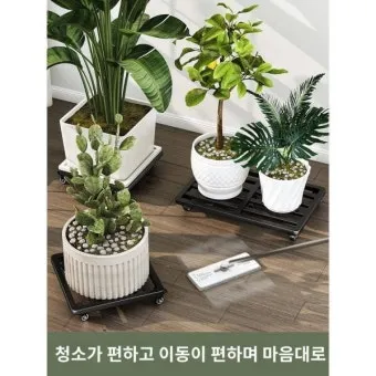 실내화분 이동 스트레스 줄이기 화분자리 변경 단계적적응 빛조절 요령_5