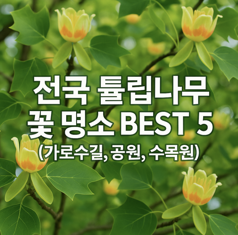 전국 튤립나무 꽃 명소 BEST 5 (가로수길, 공원, 수목원)