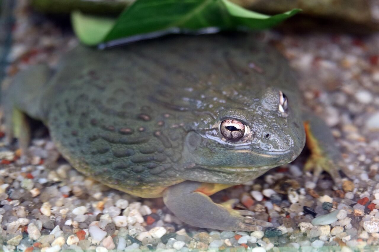 경칩의 뜻과 전통과 풍습, 의미