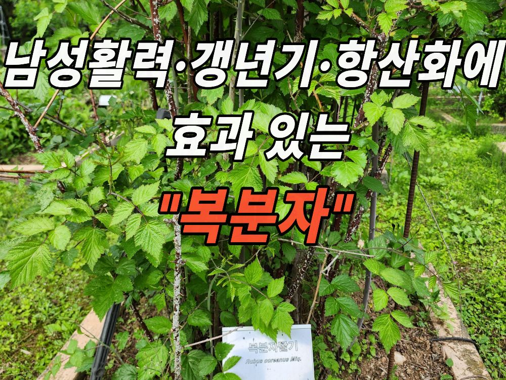 약초원에서 본 복분자