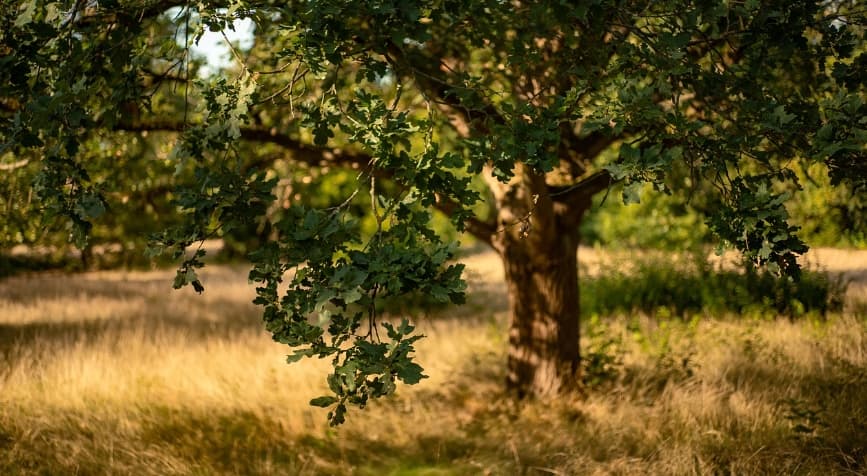 왕이 되기 전 철종이 나무를 하며 살았던 강화도의 숲과 들판을 연상시키는 고즈넉한 나무와 황금빛 풀밭 풍경