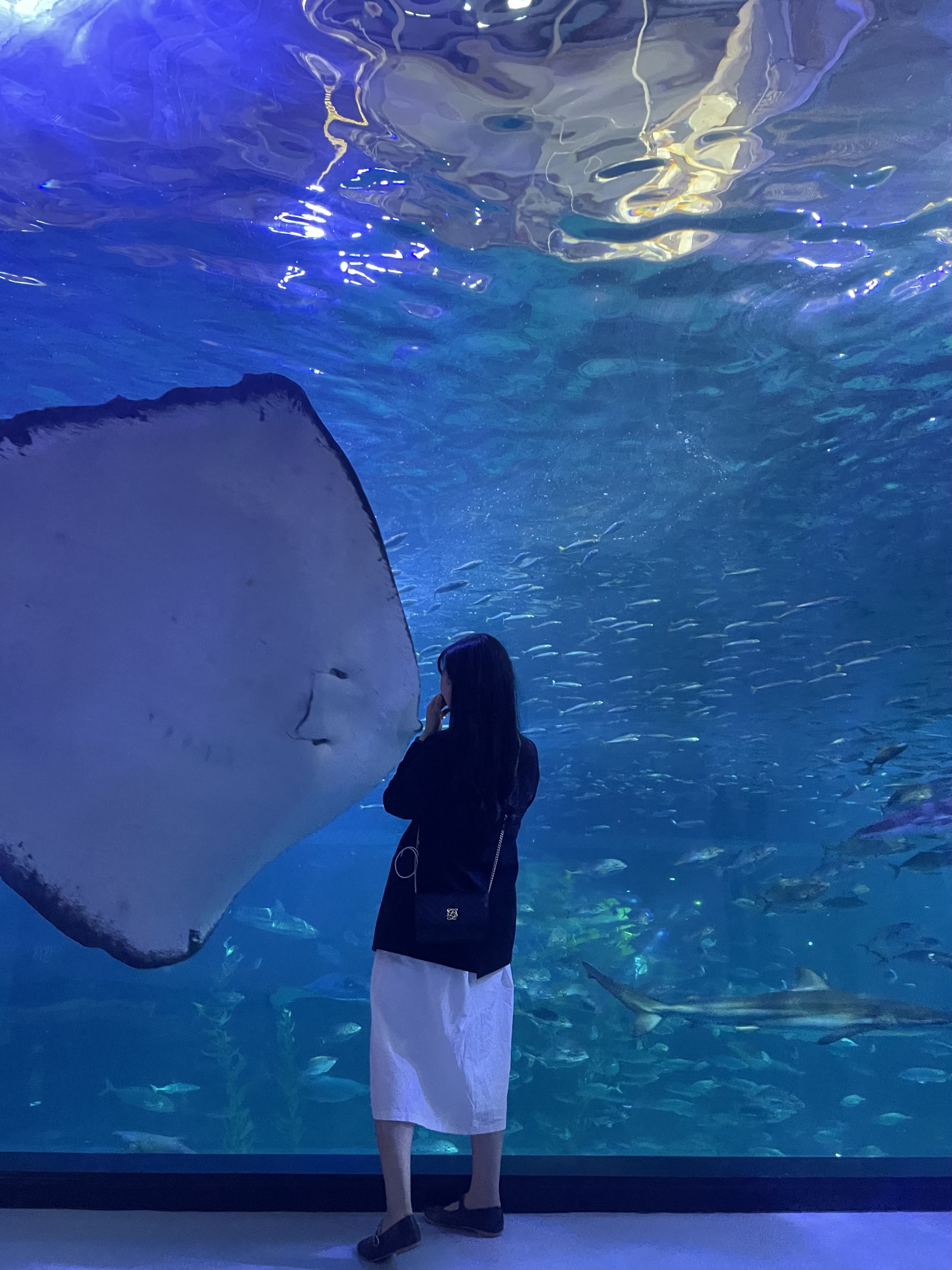 [잠실/강남] 미세먼지 걱정 없는 대형 아쿠아리움 &amp; 실내 몰 데이트 완벽 가이드