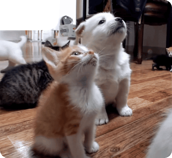 동물농장레전드투샷