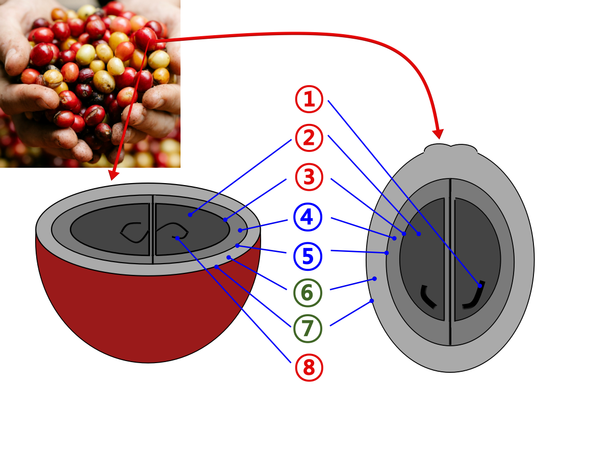 원두 맛을 결정짓는 프로세싱 이야기_워시드