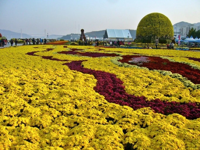 전국 국화축제 12곳 총정리 &mdash; 가을 감성 여행지 일정 한눈에 보기! 관련 사진