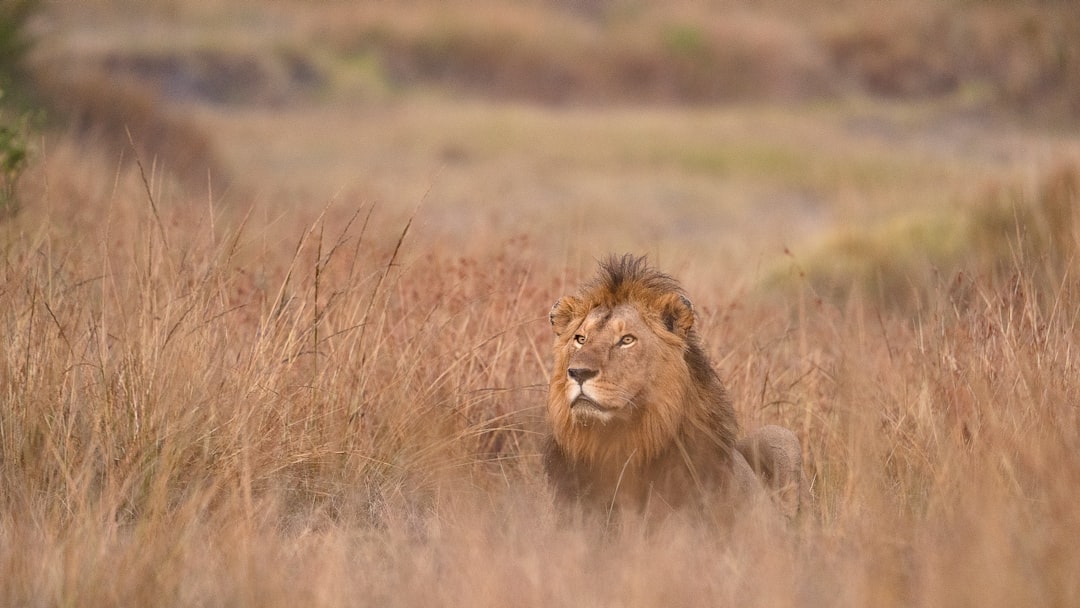 'King'