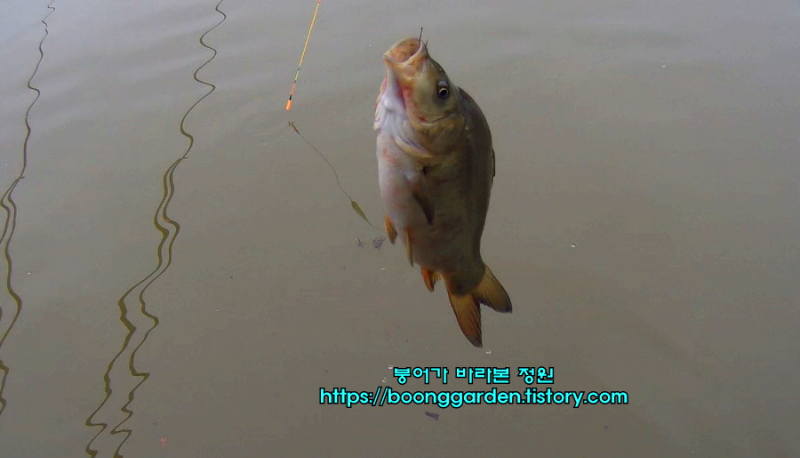 수면-위로-낚아-올린-9치-준척급-붕어-이미지