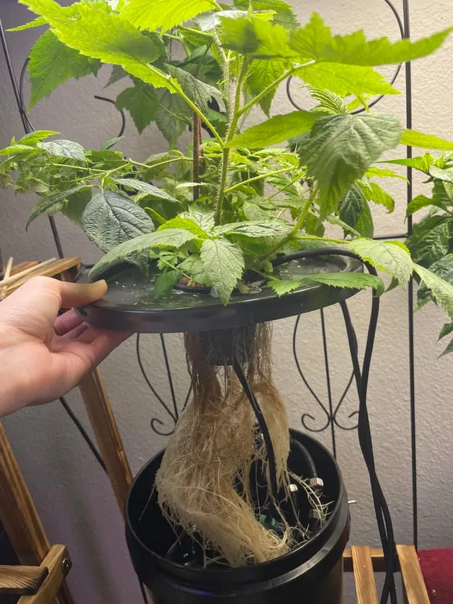 라즈베리 재배 지주 설치 가지 전정 순 지르기_8