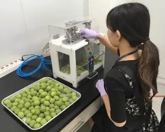 매실 씨 제거 후 매실청 매실장아찌 담그는 실전 방법_3