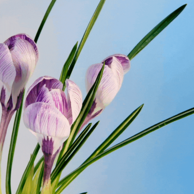 움직이는 생일 축하 문구 이미지 메세지 꽃다발