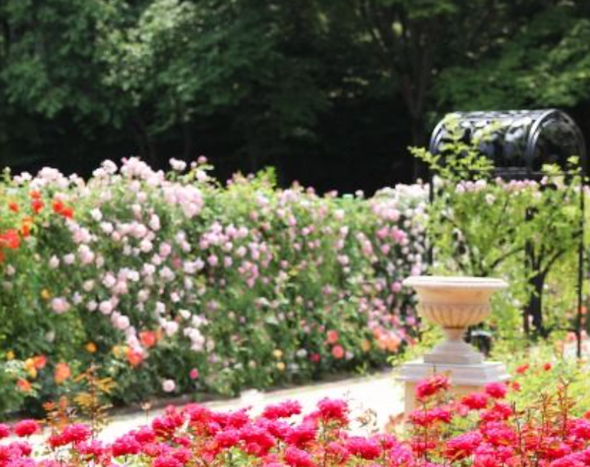 세종축제 베어트리파크 로맨틱 로즈 가든 파티